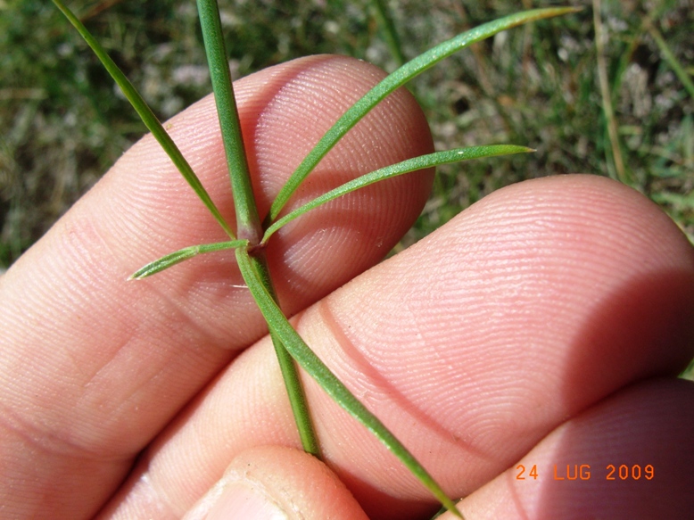Asperula cynanchica